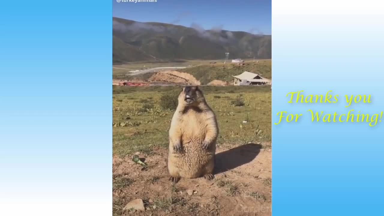 Animals Compilation