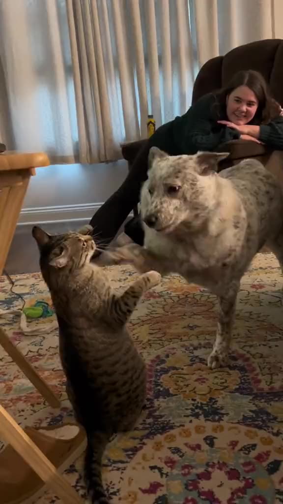 Try not laugh Best 🤣 funny videos memes .funny cats and Doges New funniest Viral #viral #mrmes