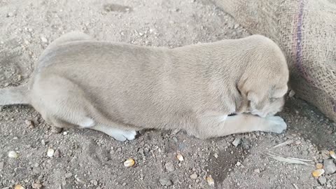 New born dog 🐶🐕 in my farm