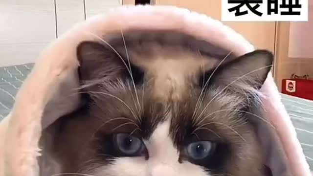 Cute cat shortvideo