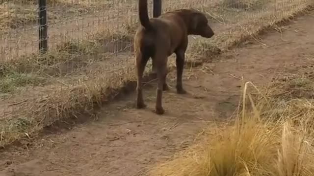 REAL FOOTAGE.... LION ASKING DOG FOR FORGIVENESS.... 😁😁😁😁😁😁
