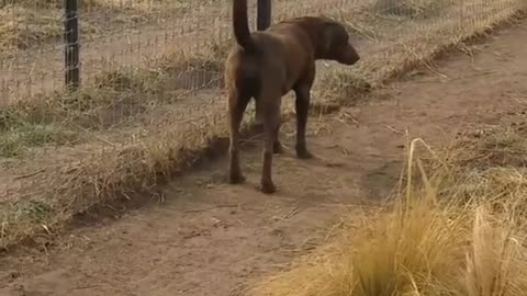 REAL FOOTAGE.... LION ASKING DOG FOR FORGIVENESS.... 😁😁😁😁😁😁