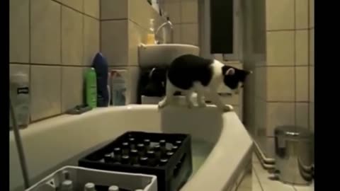 Animals incredible - Funniest Cats - Don't try to hold back Laughter