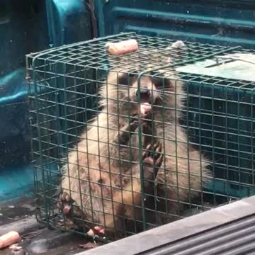 CUTE Raccoon Eats Vienna Sausage