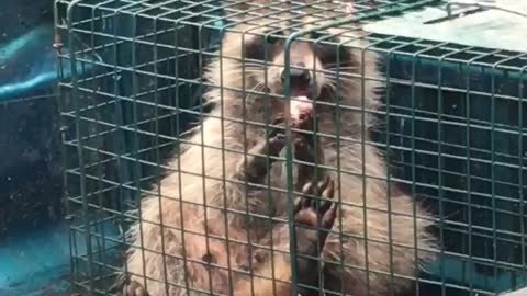 CUTE Raccoon Eats Vienna Sausage