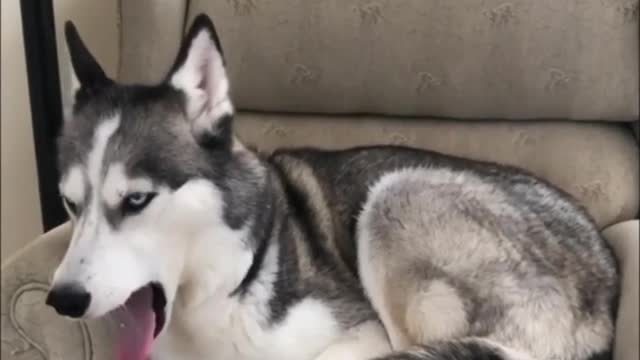 Siberian huskies sing together