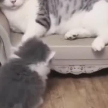 .Cute Cats 😻😻😹😹😸 #shorts #funnycats #animalsshorts