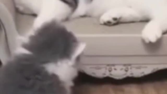 .Cute Cats 😻😻😹😹😸 #shorts #funnycats #animalsshorts