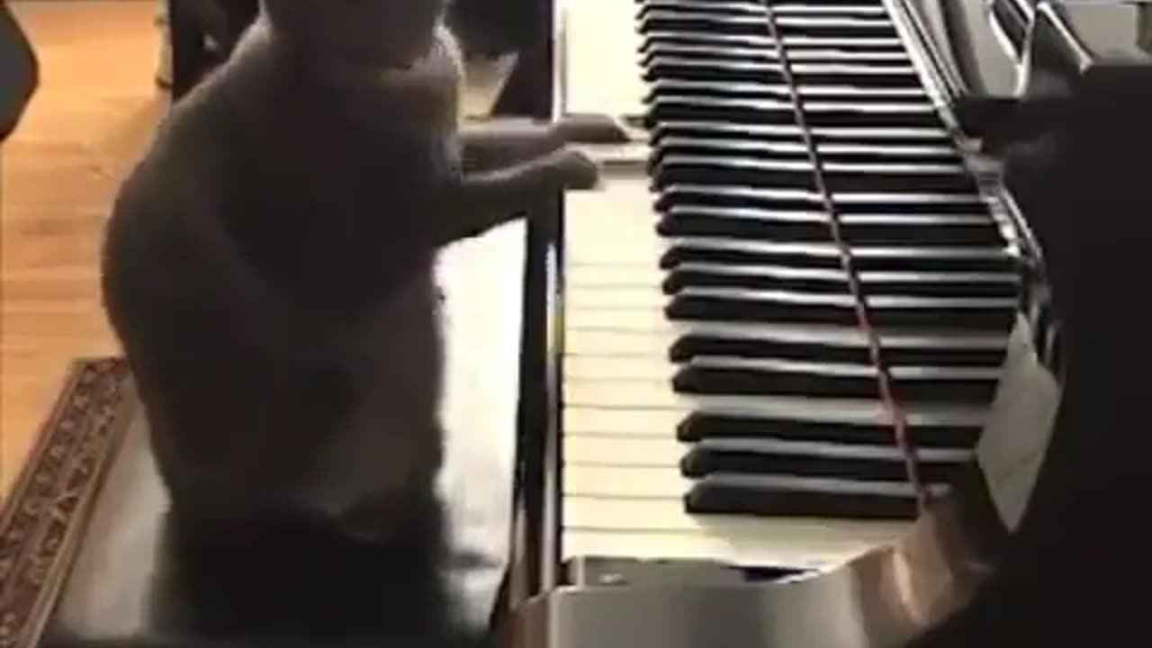 Cat playing piano very funny 😂😂| Must watch