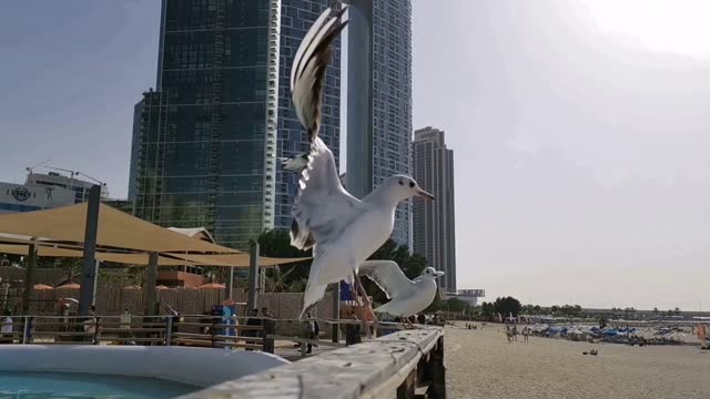 seagulls