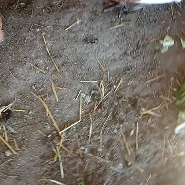 Chicken waterer for winter time