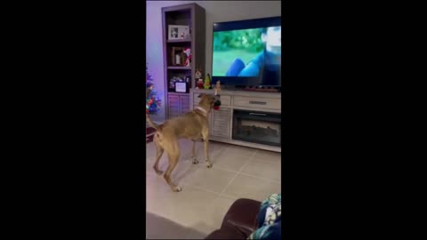 Funny cats and dogs video