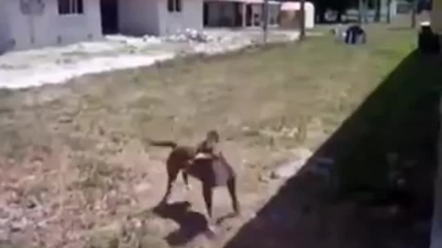 funny behavior of animals