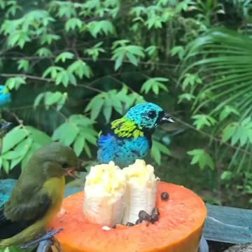 Hungry birds fighting among themselves over fruit!♾