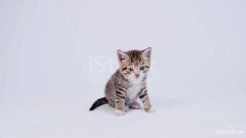 Little kitten,how much cute it is.!!! Very much