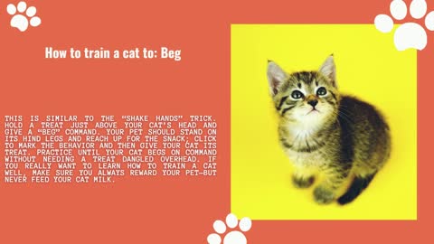How to train cat in home without Any problem