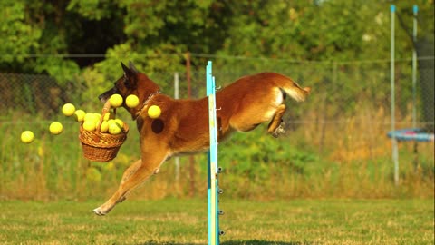 A dog trained to bring food