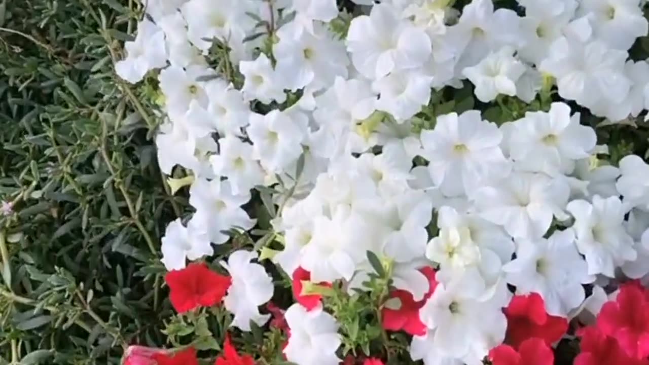 Flowers || spring || flower world || beauty of Nature|| nature