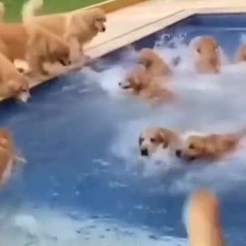 🐶 GO SWIMMING TEAM! 🐶 #Shorts