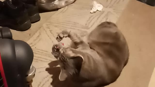 Polydactyl cat playing with mouse on fishing line