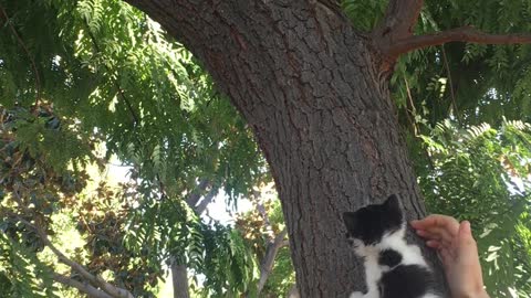 Woman Monitors Meeting Between Kitten and Squirrel