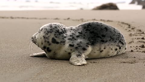 A little baby seal lost