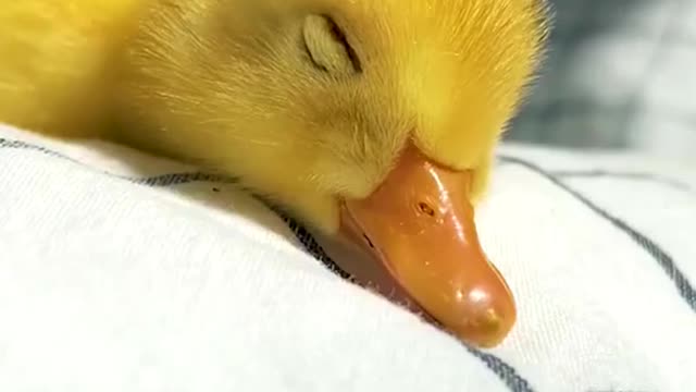 he cutest duck in the world