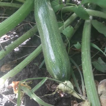 First zucchini