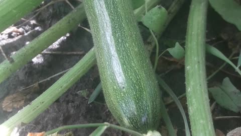 First zucchini