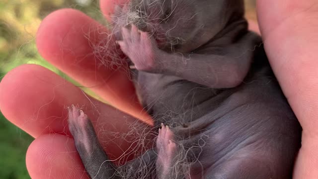 Check out how tiny a baby bunny is
