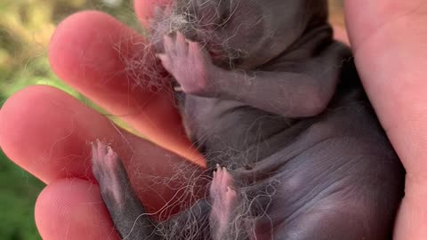 Check out how tiny a baby bunny is