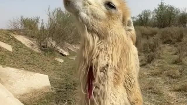 Camel Taking Cold Drink, Very Beautiful Video