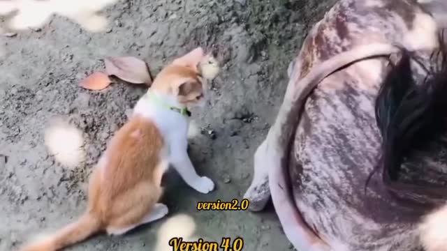 When the cat wants to eat the cow's tail