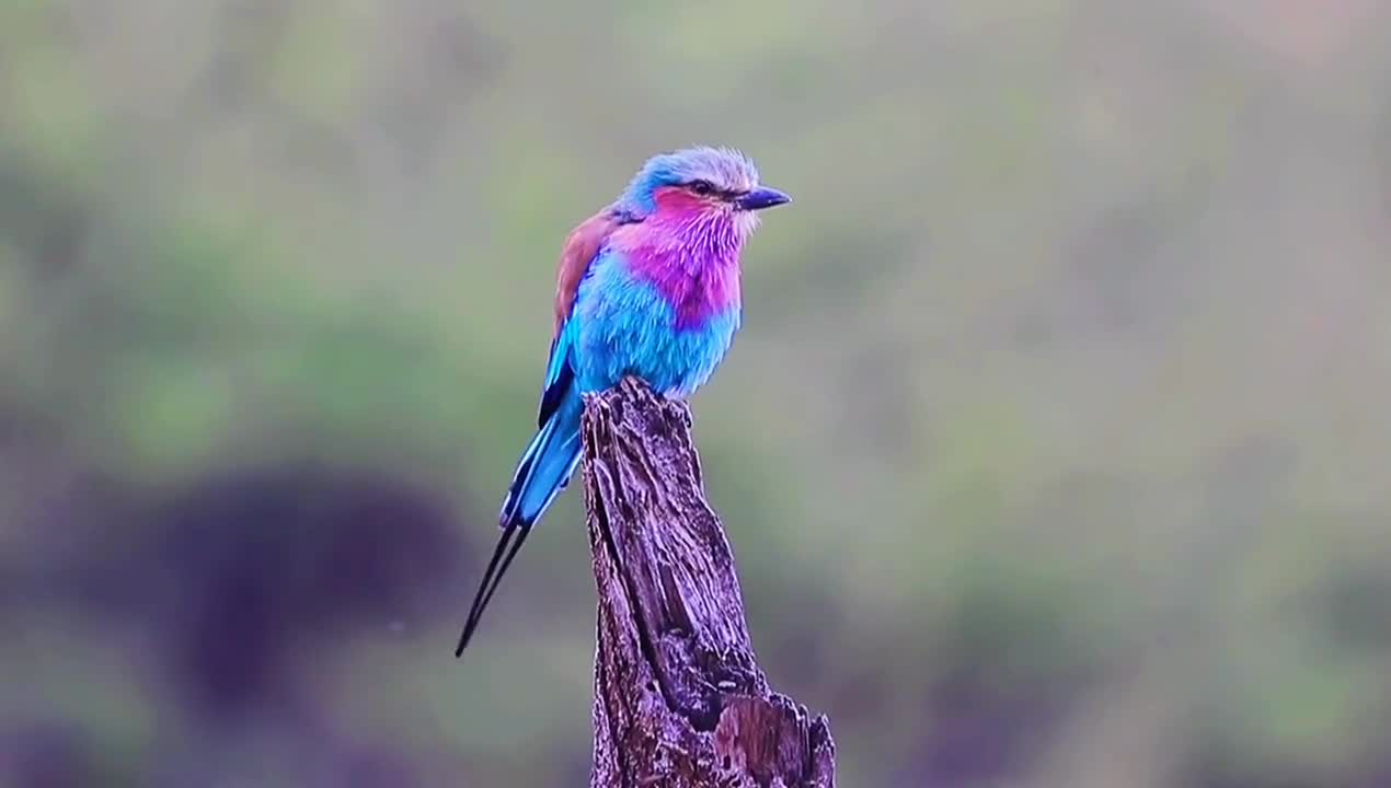 most beautiful bird