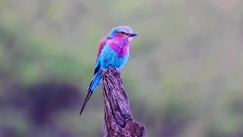 most beautiful bird