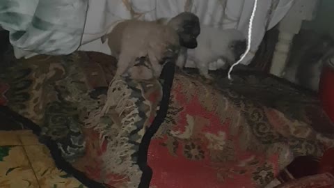 The dogs,nice dogs,funny dogs
