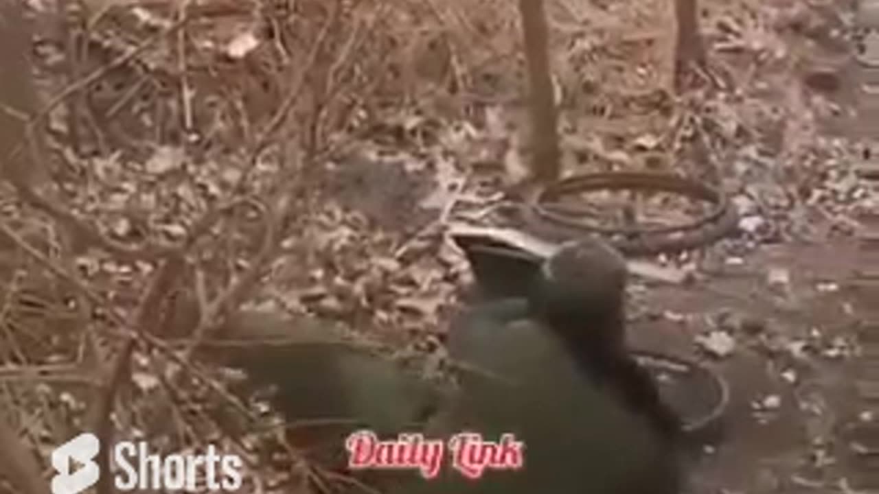 Perfect Example Of Loyalty #shorts #shortvideo #video #virals #videoviral
