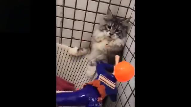Watch These Adorable Pets Go Crazy! REALLY FUNNY AND CUTE