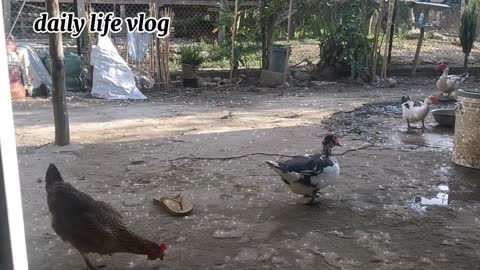 chicken and goose eat food together