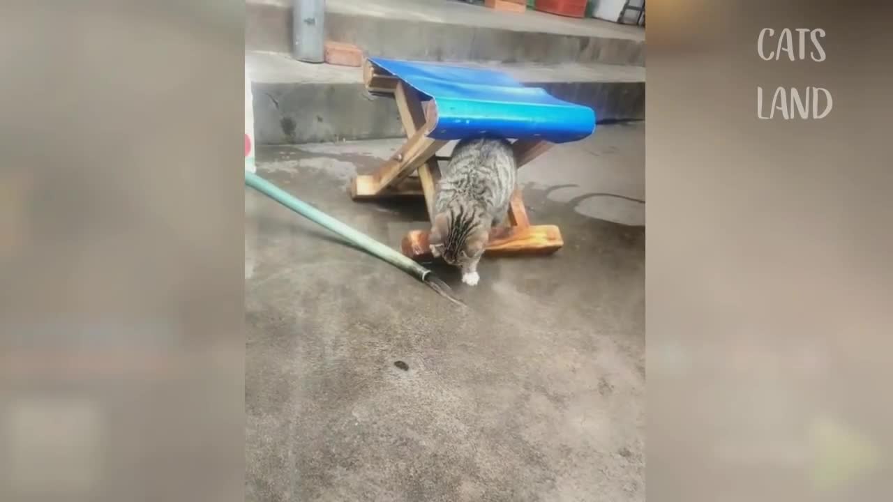 OMG So Cute Cats ♥ Best Funny Cat Videos 2020 #31