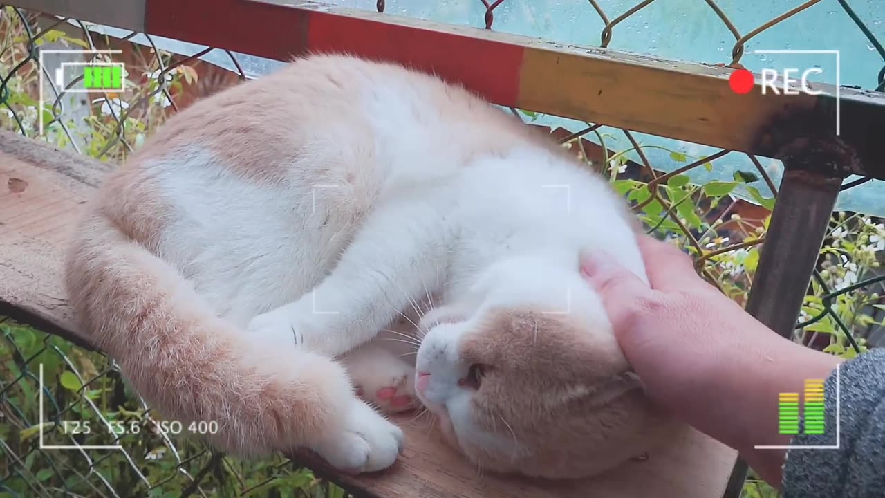 Cute Shorthair British Cat