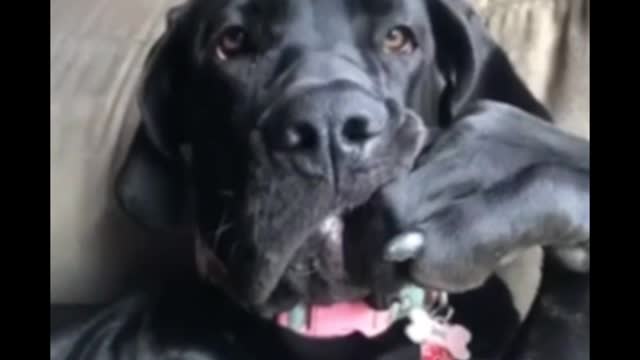 Dog funny video #shorts