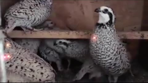 Quail Care Guide in Under A Minute