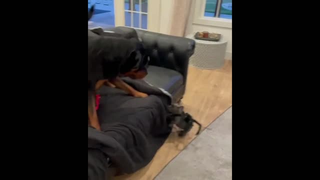 Spider Dog - Rottweiler Scared of Puppy.