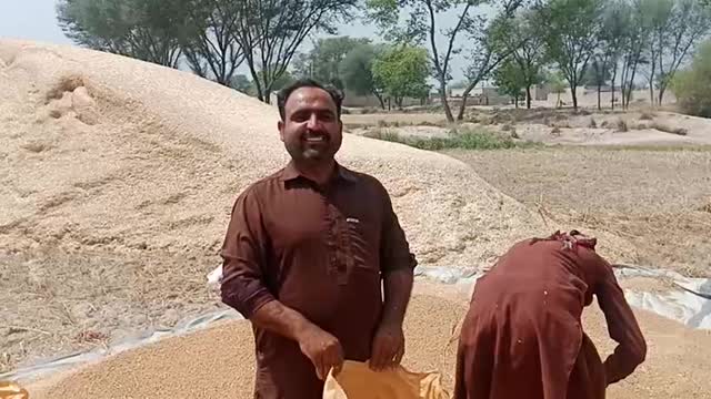 Wheat Season in Pakistan