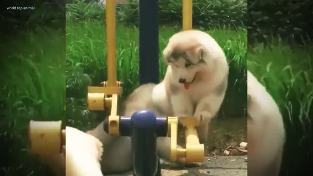 Dog funny video #Socutedog