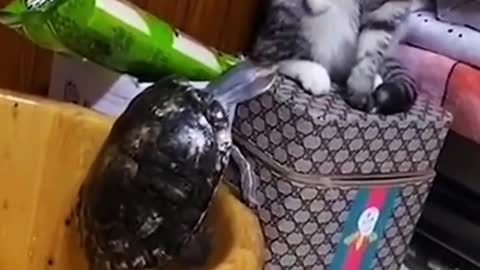 The story of the cat and the tortoise