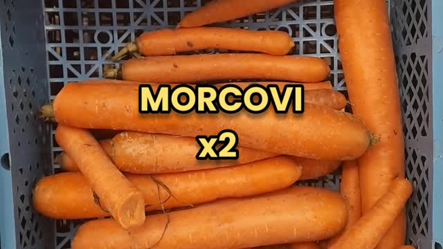 Learn to say CARROTS in Romanian