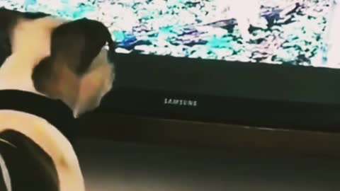 Emotional dog 🤗 wait for it!!