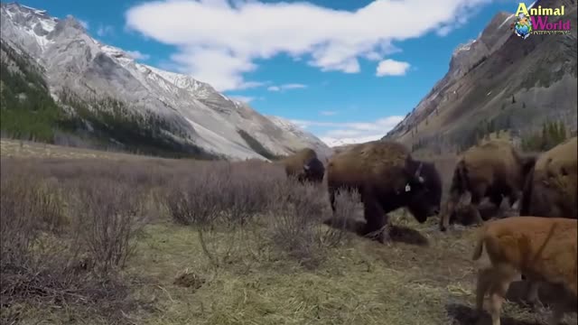 Super Strong Clogs, 3 Mountain Lions Bowing Their Head So Tragically - 3 times the hunting failed